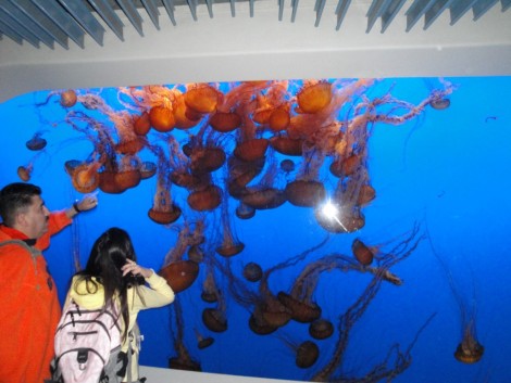 monterey+bay+fish+jellyfish+aquarium