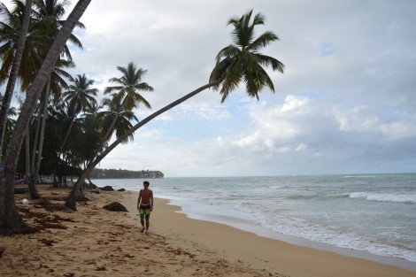 playa+palmera+dobalda+republica+dominicana