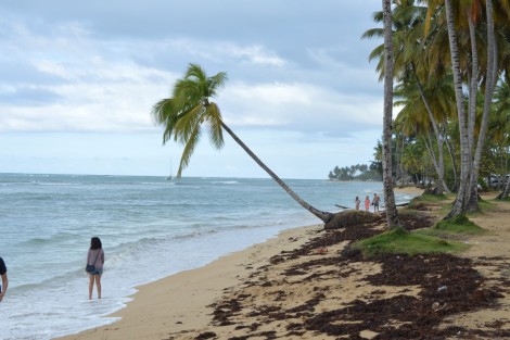 playa+palmera+republica+dominicana